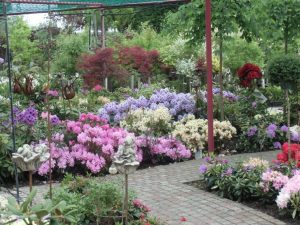 April Rhodo Einschlag