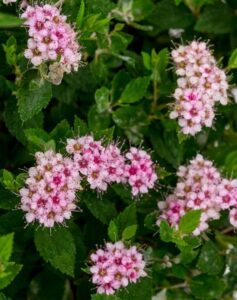 Spiraea jap Little Princess