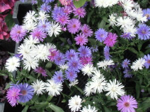 Aster Mix