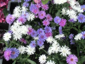 Aster-Mix-scaled